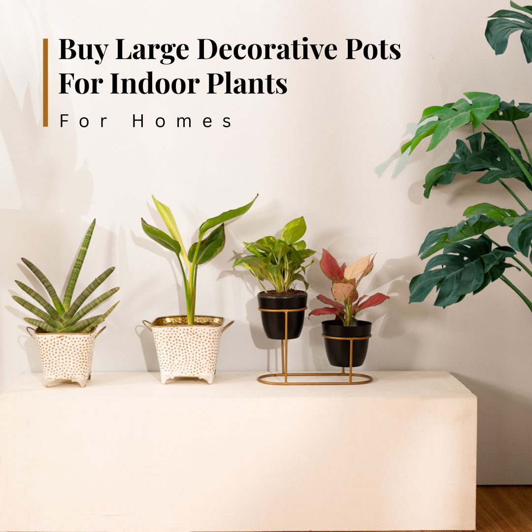 Large Decorative Pots For Indoor Plants