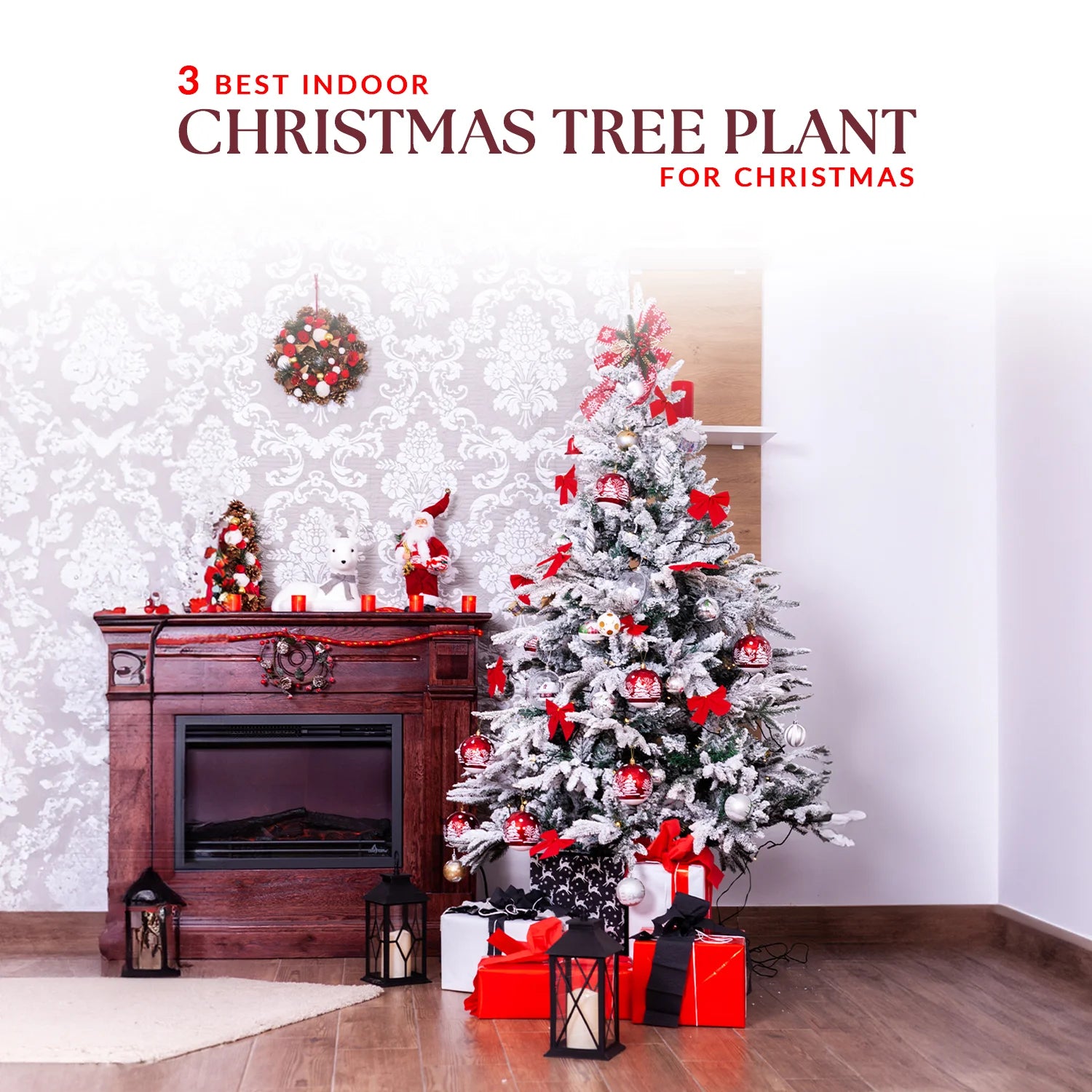 3 Best Indoor Christmas Tree Plant for Christmas
