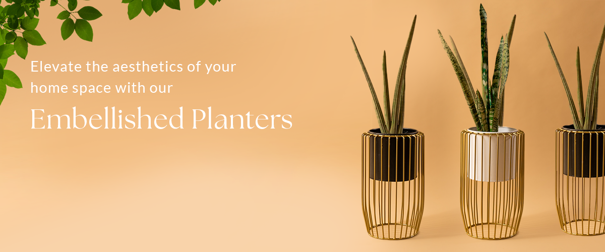 Bring home Stylish wholesale plant pots at exciting prices!