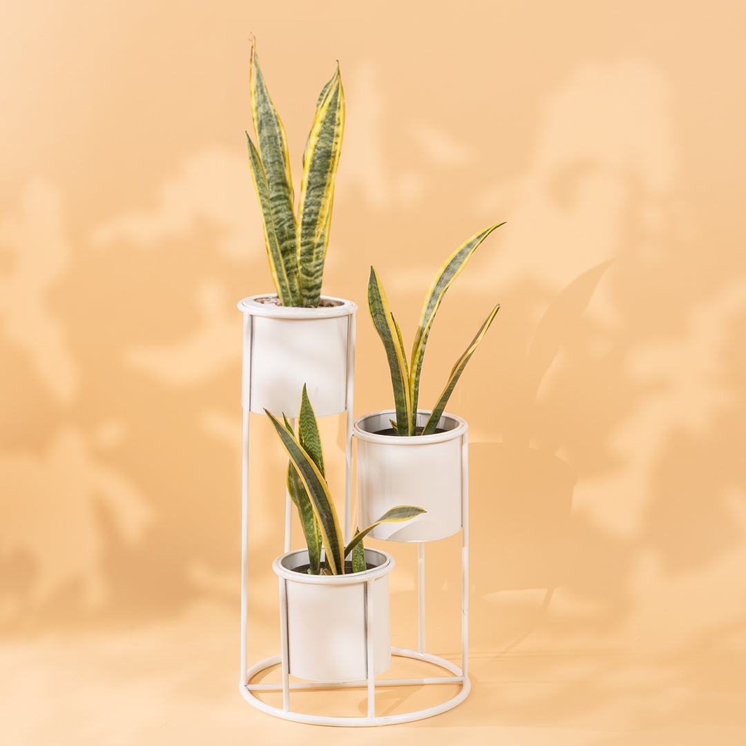 Floor Planter Stand With Triple Pots In White