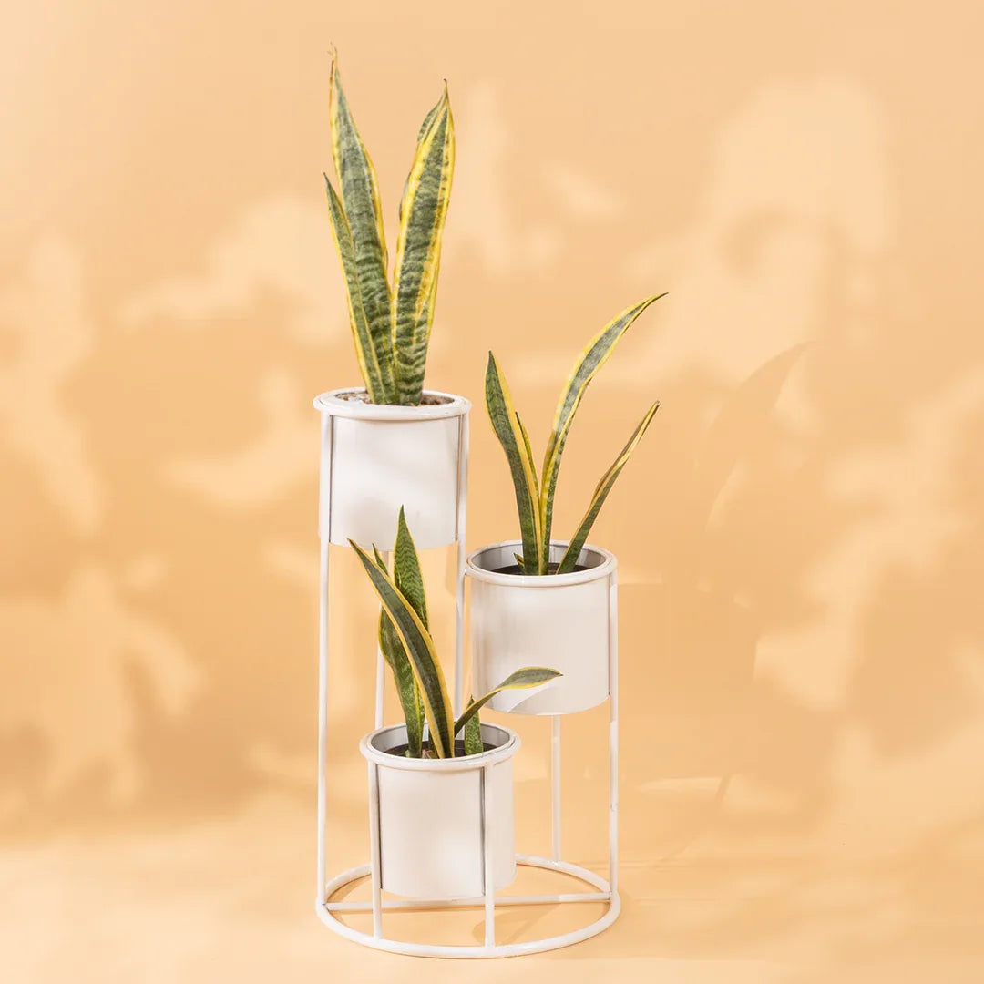 Floor Planter Stand With Triple Pots In White