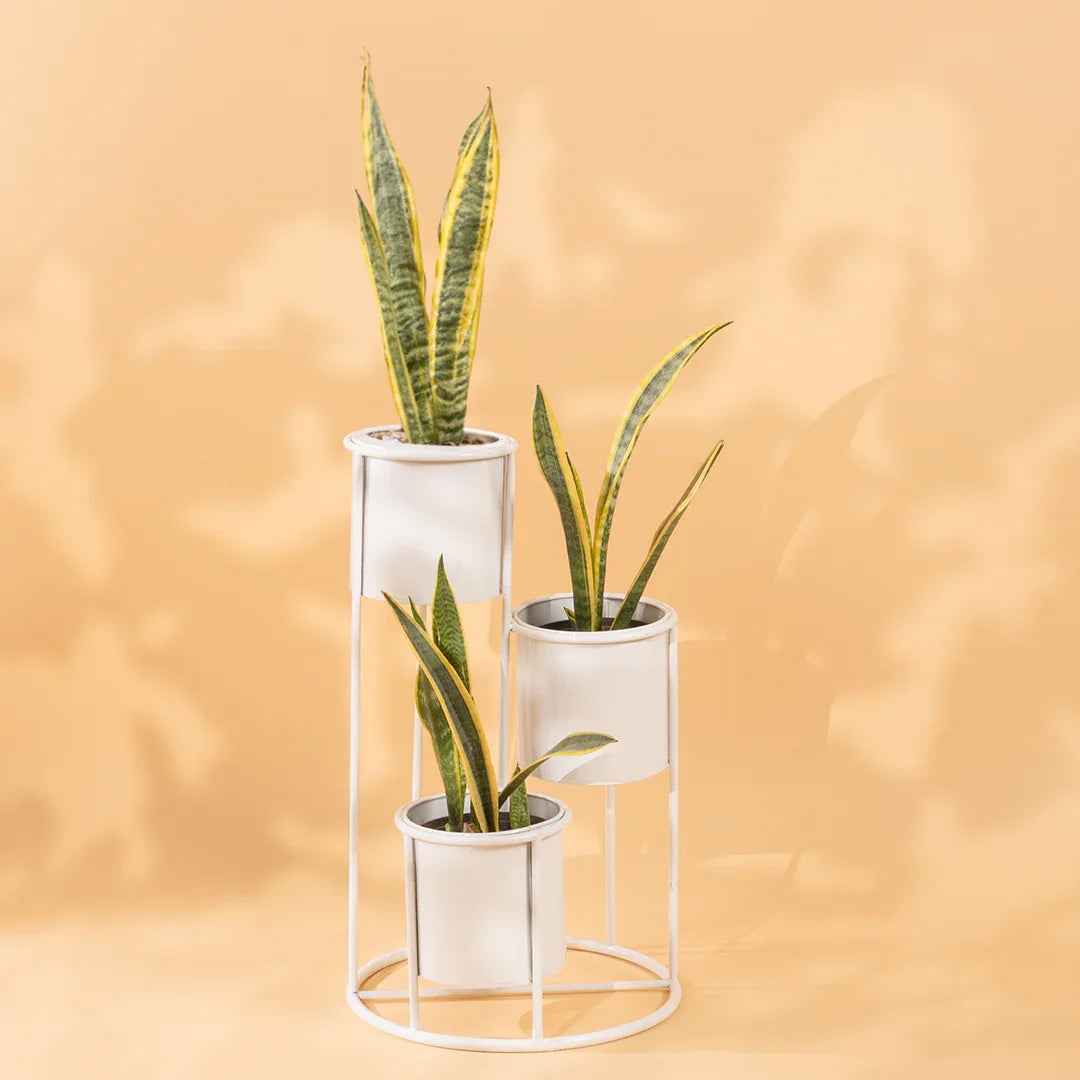 Floor Planter Stand With Triple Pots In White