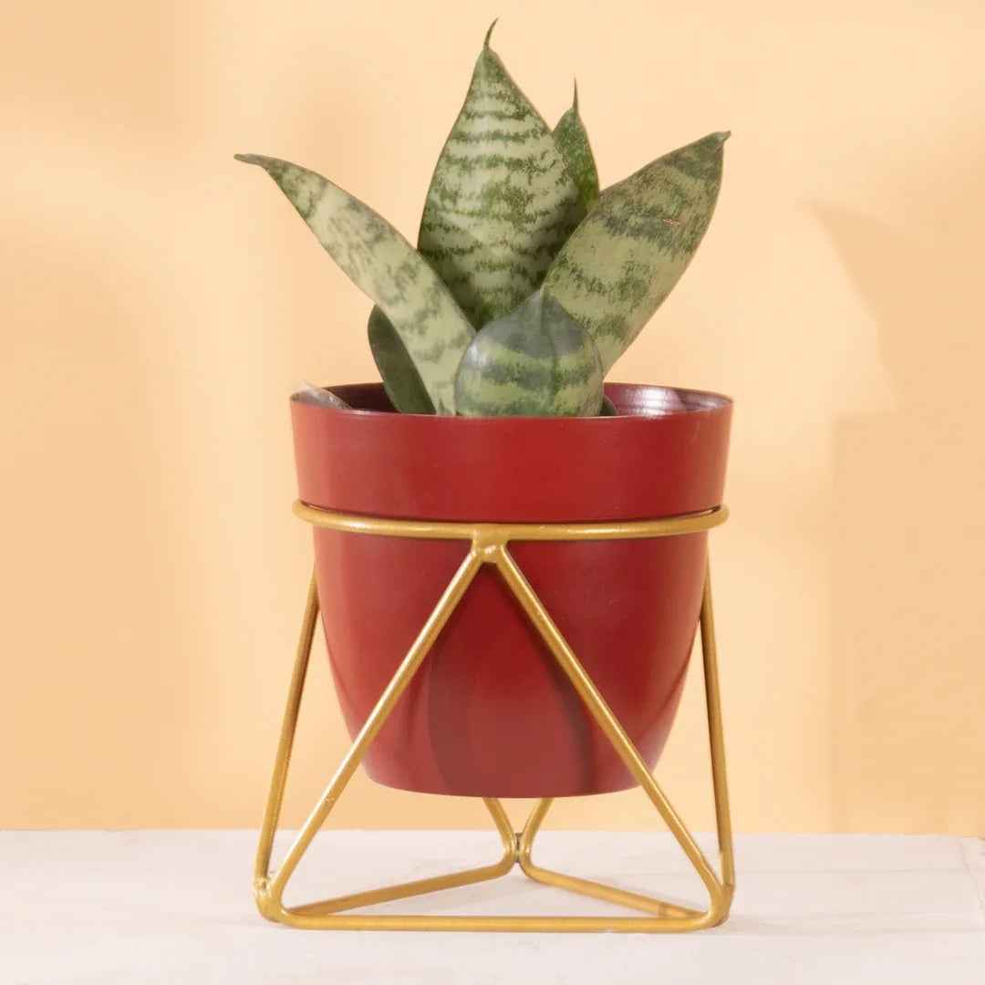 Single Golden Metal Pot Plant Stand In Mahogany