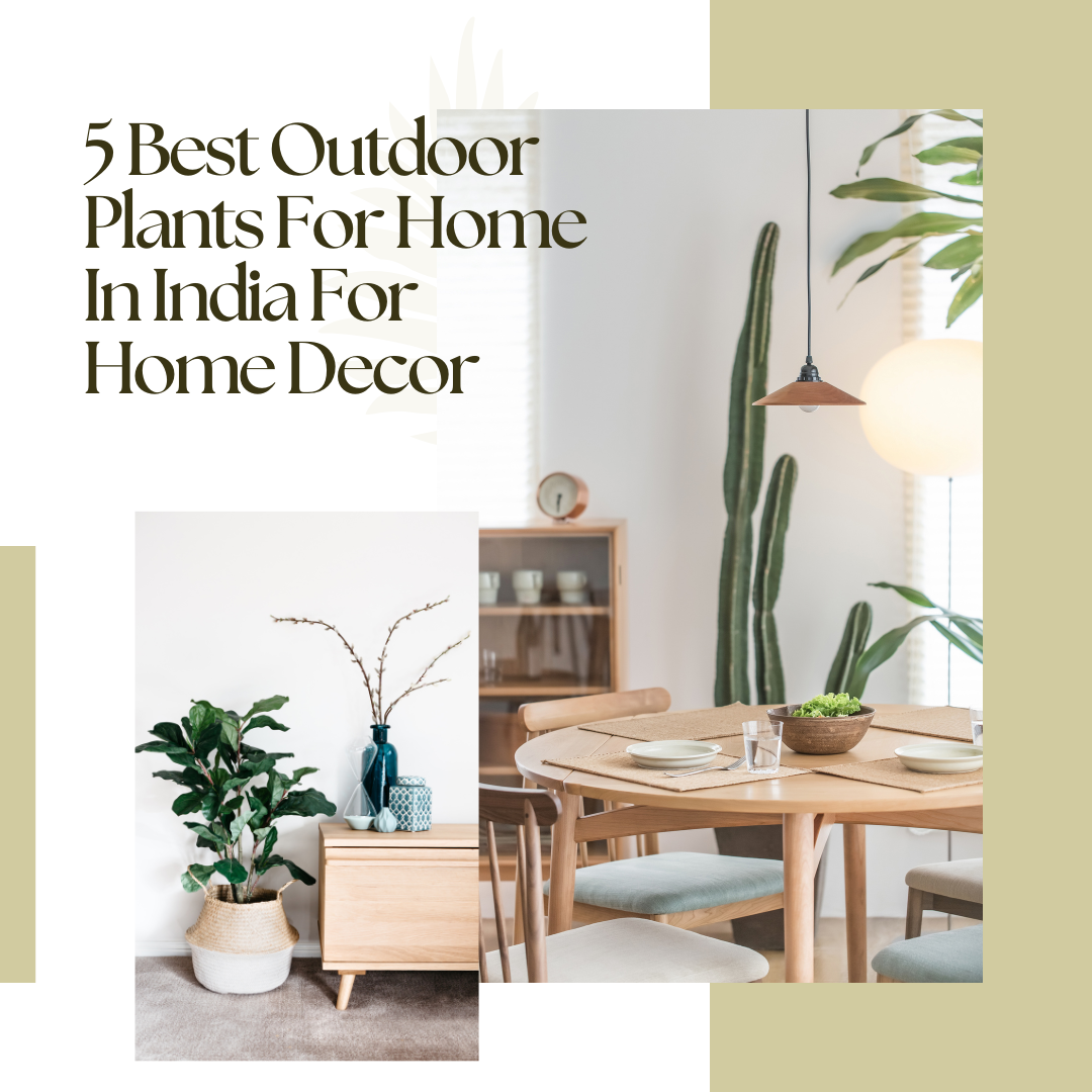 5 Best Outdoor Plants For Home In India For Home Decor