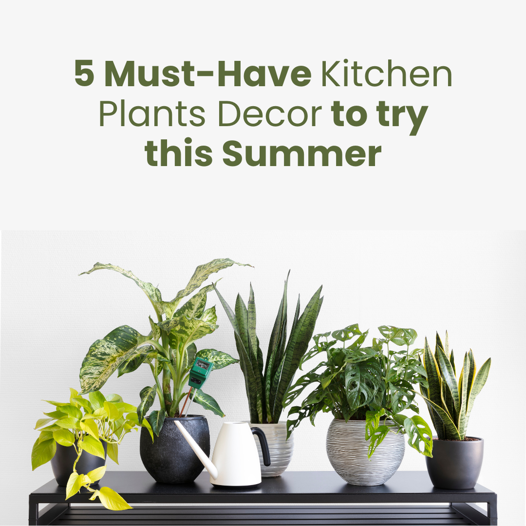 Kitchen Plants Decor to try this Summer