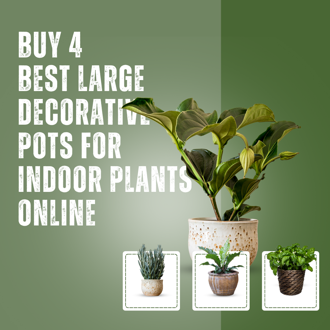 Buy Best Large Decorative Pots For Indoor Plants Online