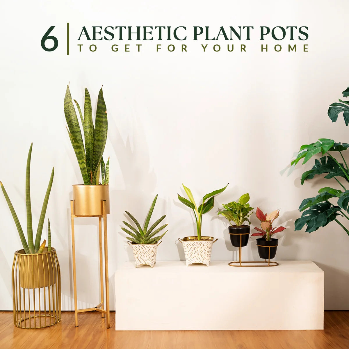 6 Aesthetic Plant Pots to get for your Home