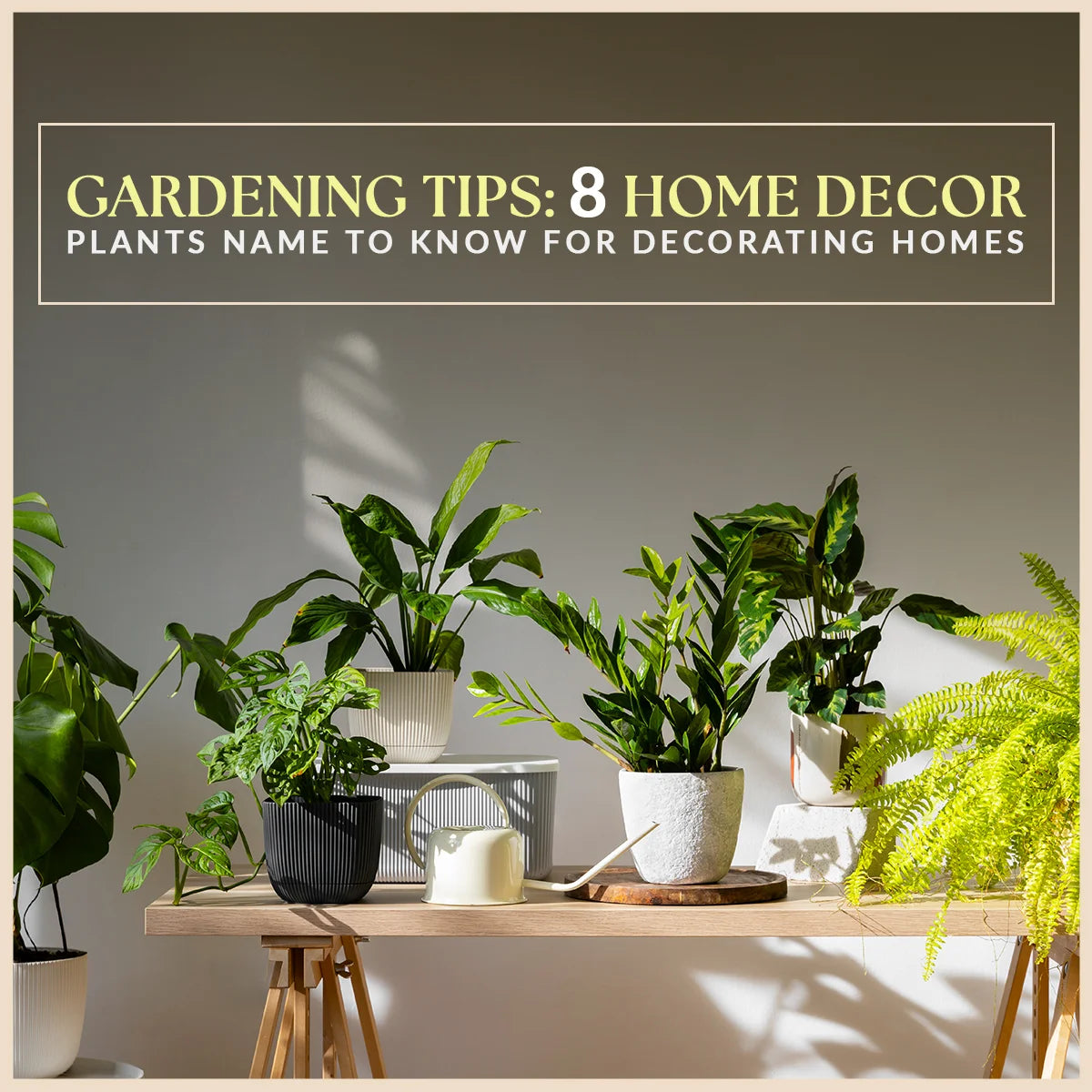 Gardening Tips: 8 Home Decor Plants Name to Know for Decorating Homes