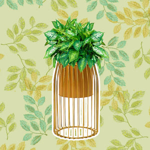 Bring home Stylish wholesale plant pots at exciting prices!