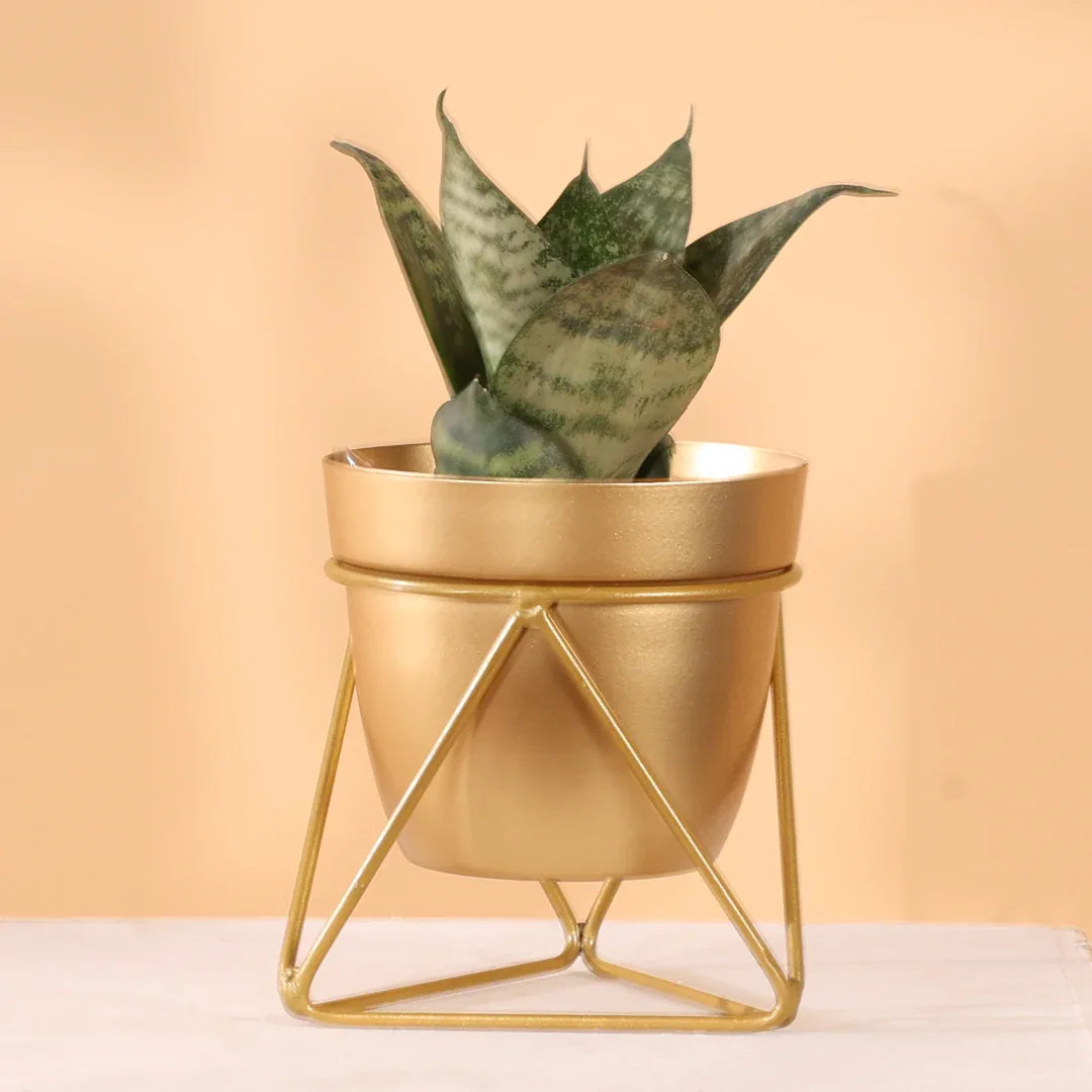Metal Pots with Single Golden Metal Plant Stand in Sunlit Aura