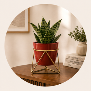 Elevate Your Space with Stylish Planters and Plant Pots
