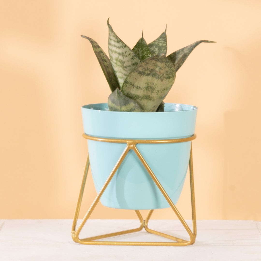 Metal Pots with Single Golden Metal Plant Stand in Horizon Blue