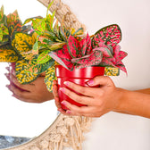 Single Golden Metal Pot Plant Stand In Mahogany